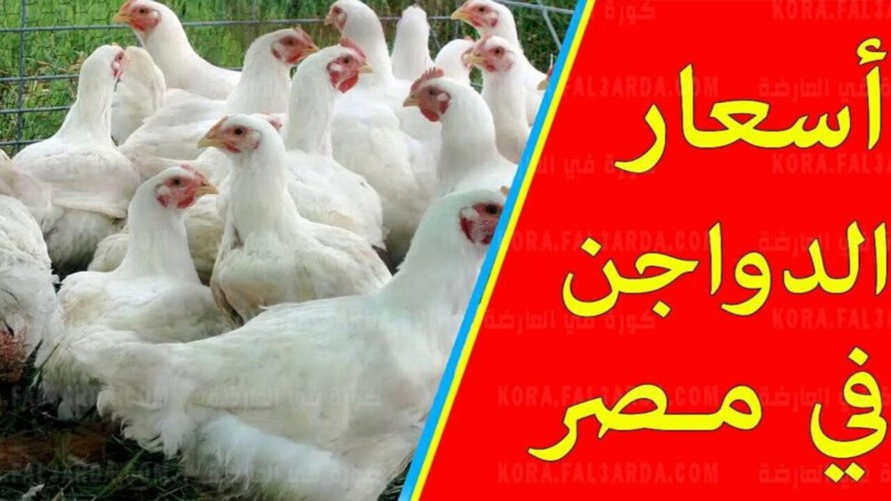 “بشرى سارة للمواطنين”.. انخفاض أسعار الدواجن والبيض الآن في السوق المصري والفراخ البيضاء تتراجع