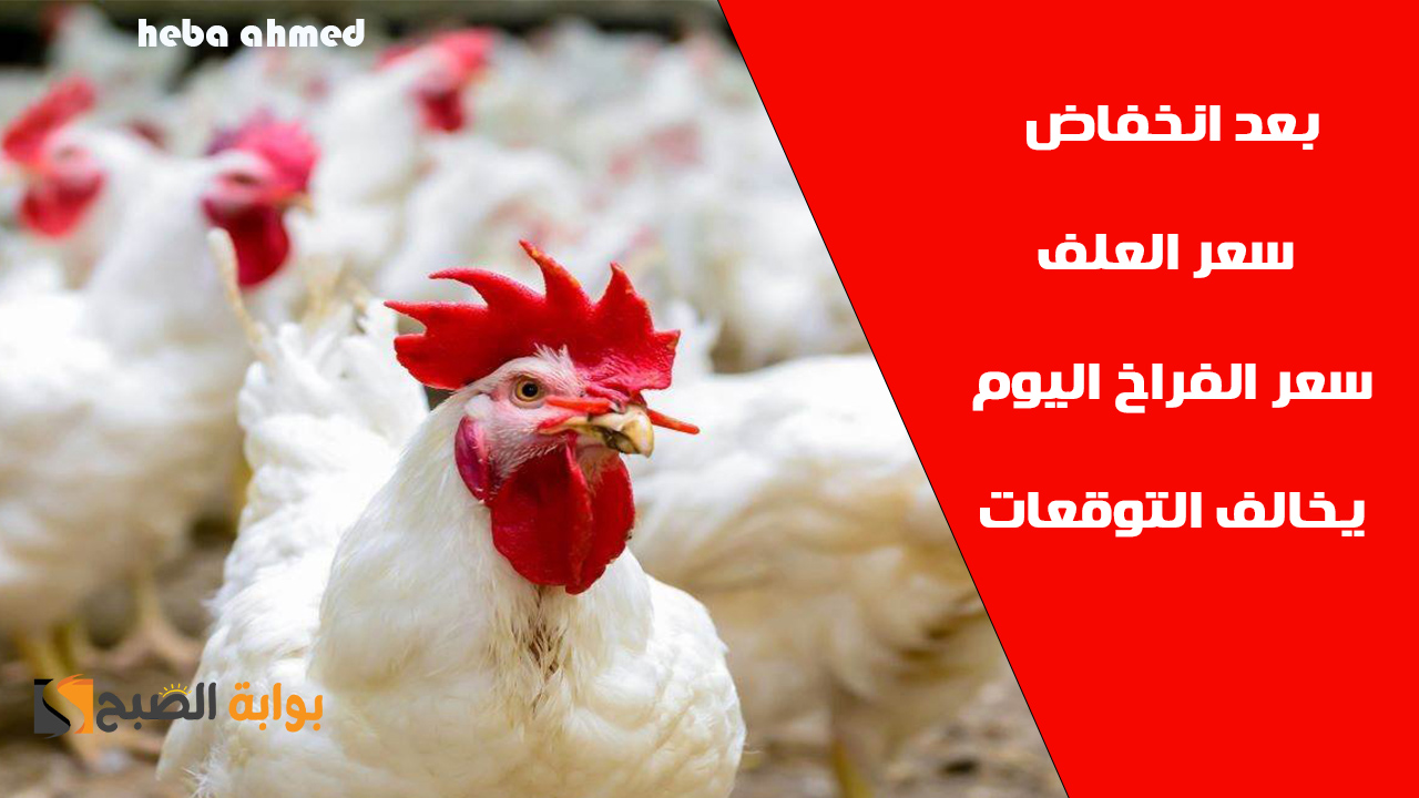 بعد انخفاض سعر العلف… سعر الفراخ اليوم والبيض يخالف التوقعات الخميس 26 سبتمبر