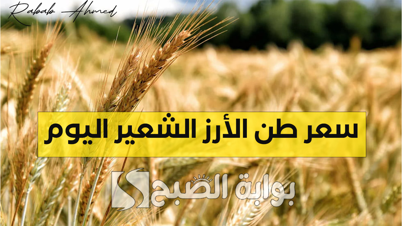 “جهود كبيرة من وزارة التموين”.. سعر طن الأرز الشعير اليوم الإثنين 30 سبتمبر 2024 وأسعار السلع الأساسية