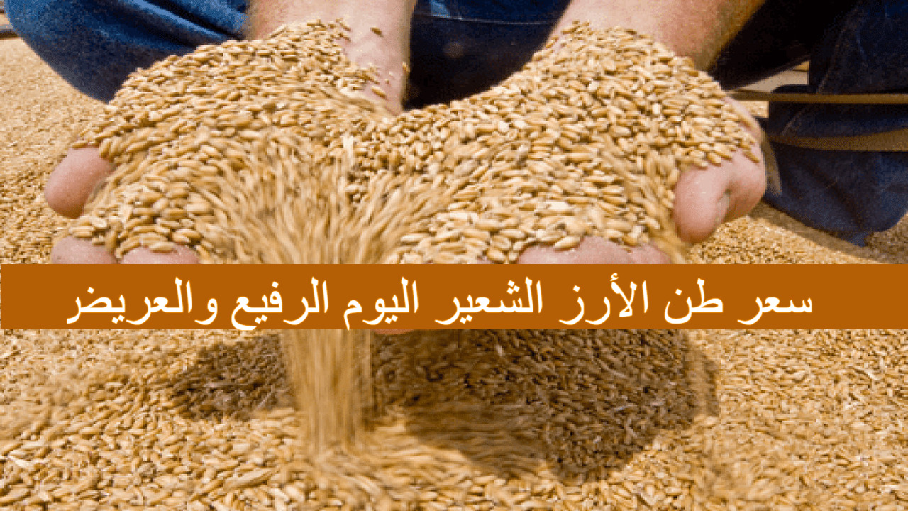 “الطن وصل لكام” سعر طن الأرز الشعير اليوم الثلاثاء 10/9/2024 الرفيع والعريض في مصر