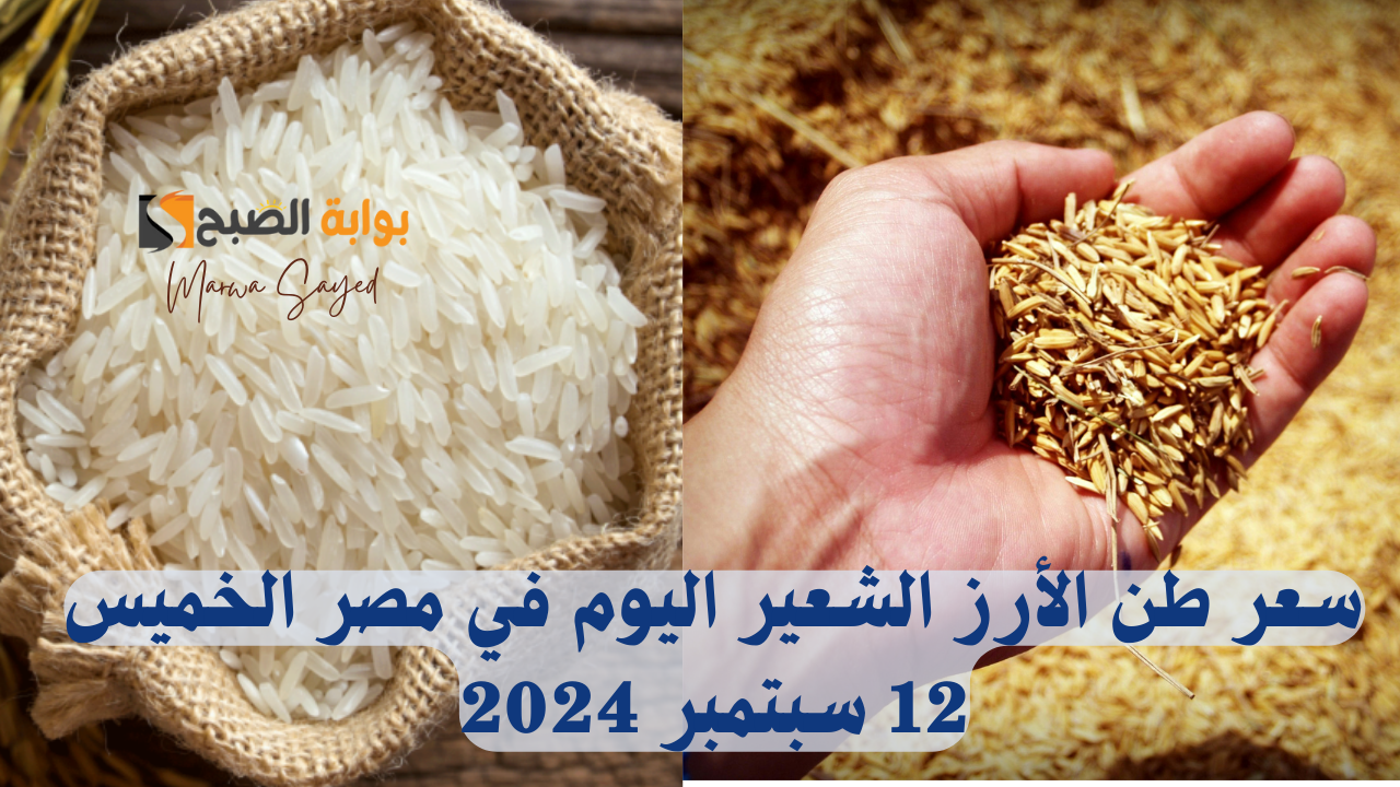 “الكيلو وصل كام اليوم” .. سعر طن الأرز الشعير اليوم في مصر الخميس 12 سبتمبر 2024 بأنواعه العريض والرفيع