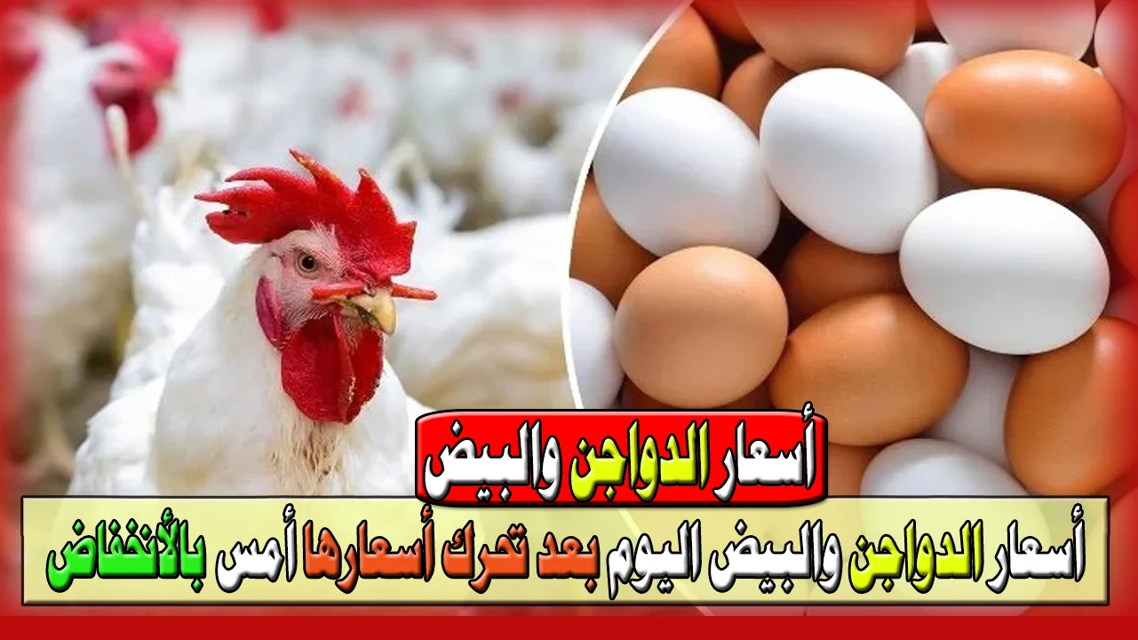 “ياترى وصلت كام؟”.. سعر كرتونة البيض والدواجن البلدي والساسو اليوم السبت 7/9/2024 في مصر