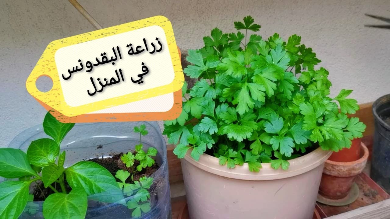 طريقة زراعة البقدونس والكزبرة في المنزل ونتيجة تكون مضمونه واستمتعي بأحلى طعم ونظافة