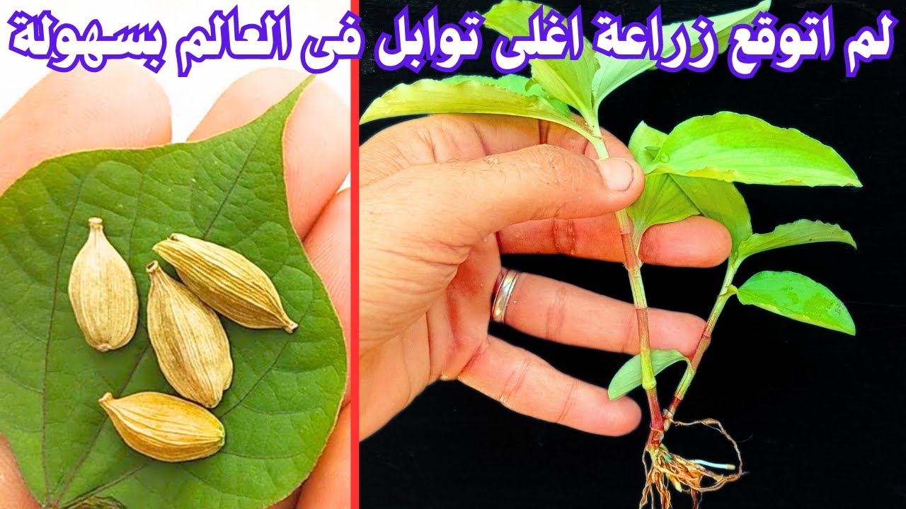 لن تشترِيه من العطار بعد الآن .. طريقة زراعة الحبهان في المنزل من البذور للحصاد بخطوات بسيطة
