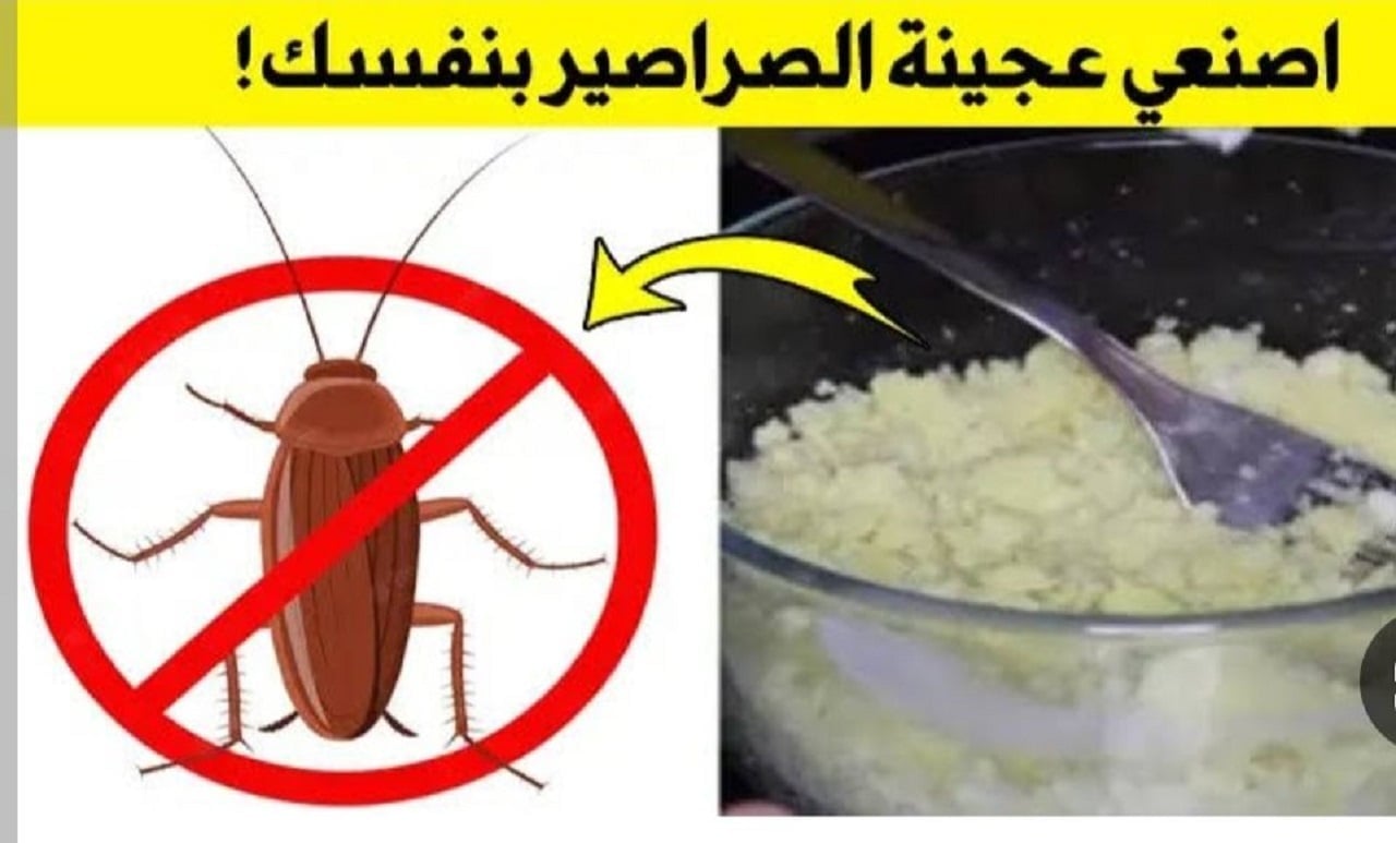 اختراع .. عجينة سحرية للتخلص من الصراصير نهائياً من بيتك وانسي المبيدات وتخلصي من رائحتها الكريهة