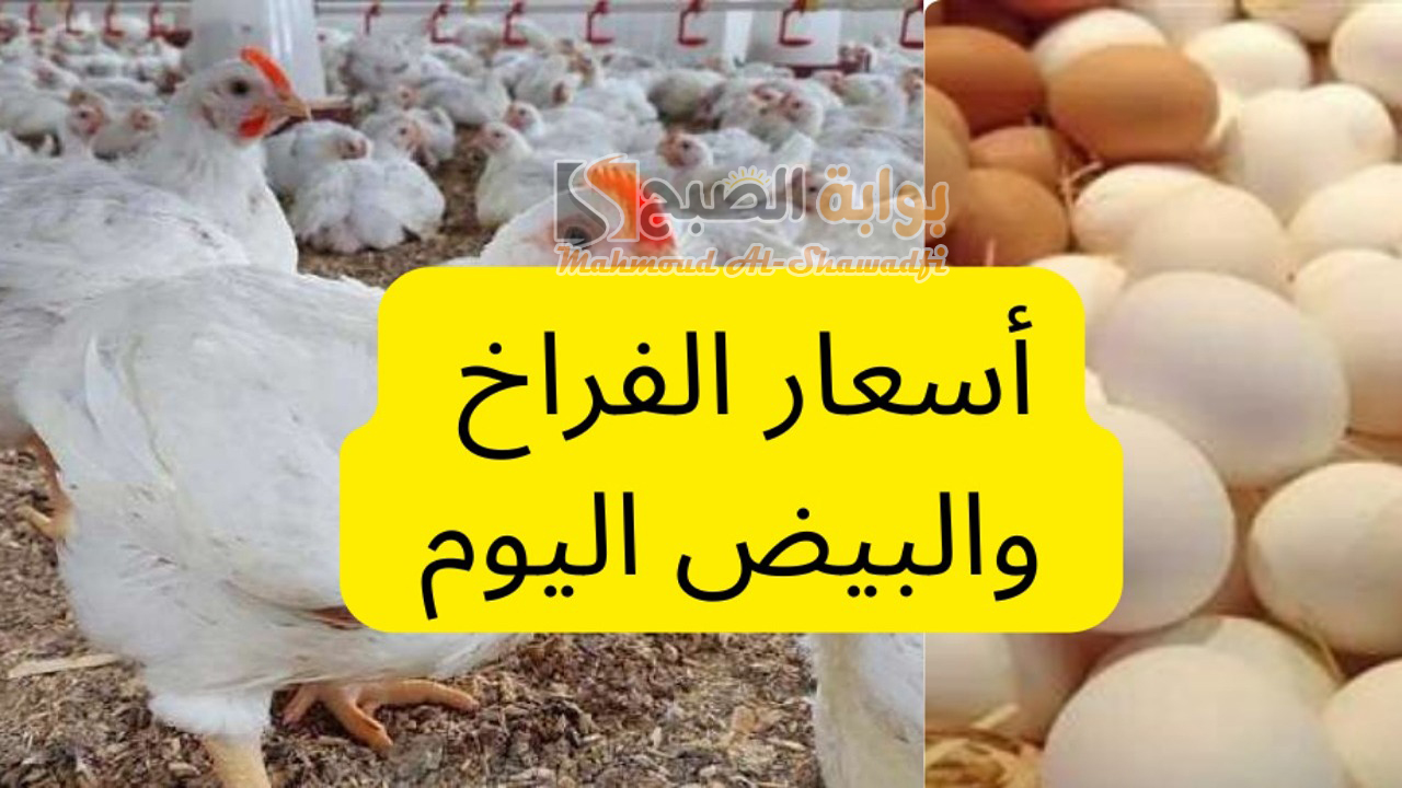 زيادة ضخمة.. قفزة جديدة في سعر الفراخ والبيض اليوم في بورصة الدواجن الرئيسية