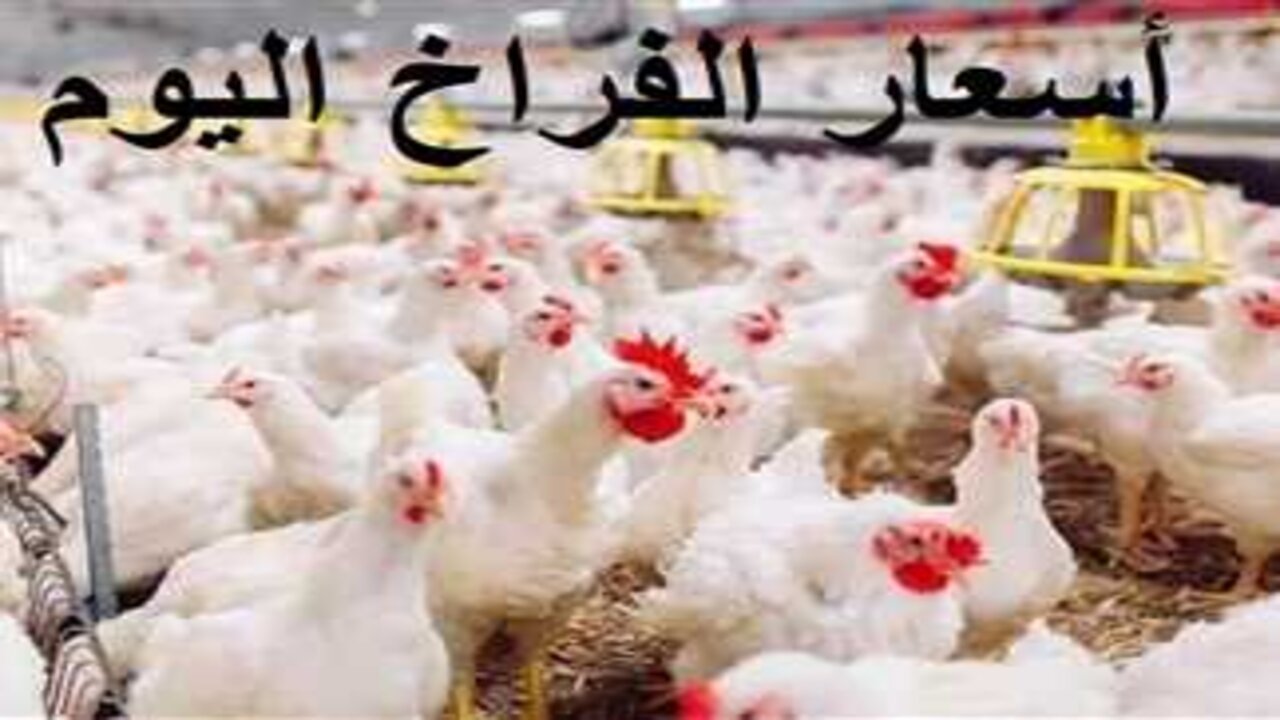 غليت وثبتت على كده.. سعر الدواجن اليوم الثلاثاء الموافق 22 أكتوبر 2024 “بورصة الدواجن اليوم”