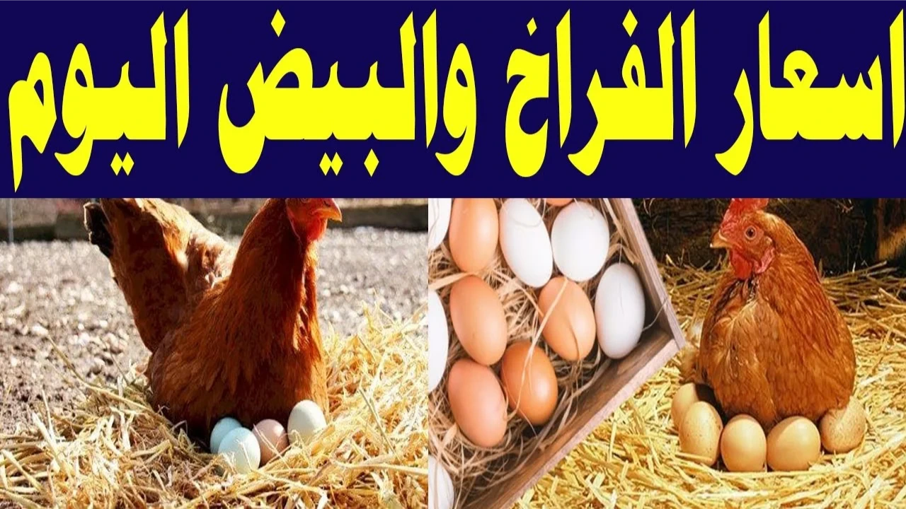 تراجع جديد بـ أسعار الدواجن اليوم الإثنين 14 أكتوبر 2024.. وكرتونة البيض بهذا الرقم