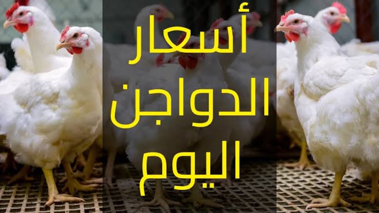 فرحة كبيرة في سعرها النهاردة.. سعر الدواجن اليوم الأحد 20-10-2024 وما هو مصير طبق البيض في ظل تغيير الأسعار