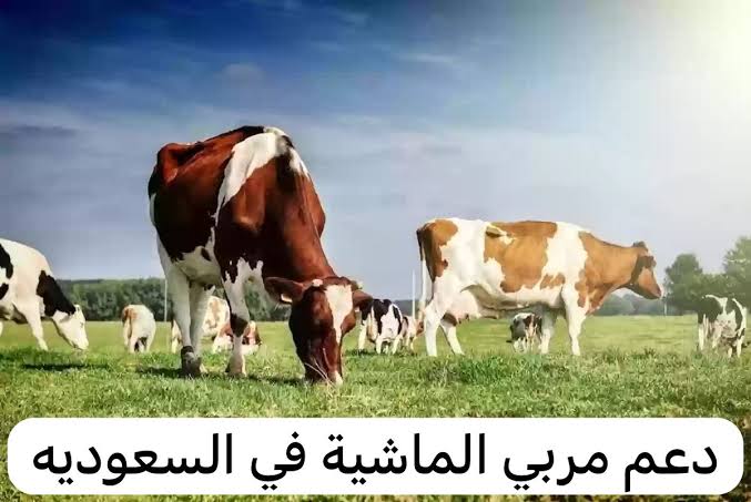 ” كيف أسجل في الدعم المواشي؟” شروط برنامج دعم المواشي 1446  وطريقة التقديم الكترونيا
