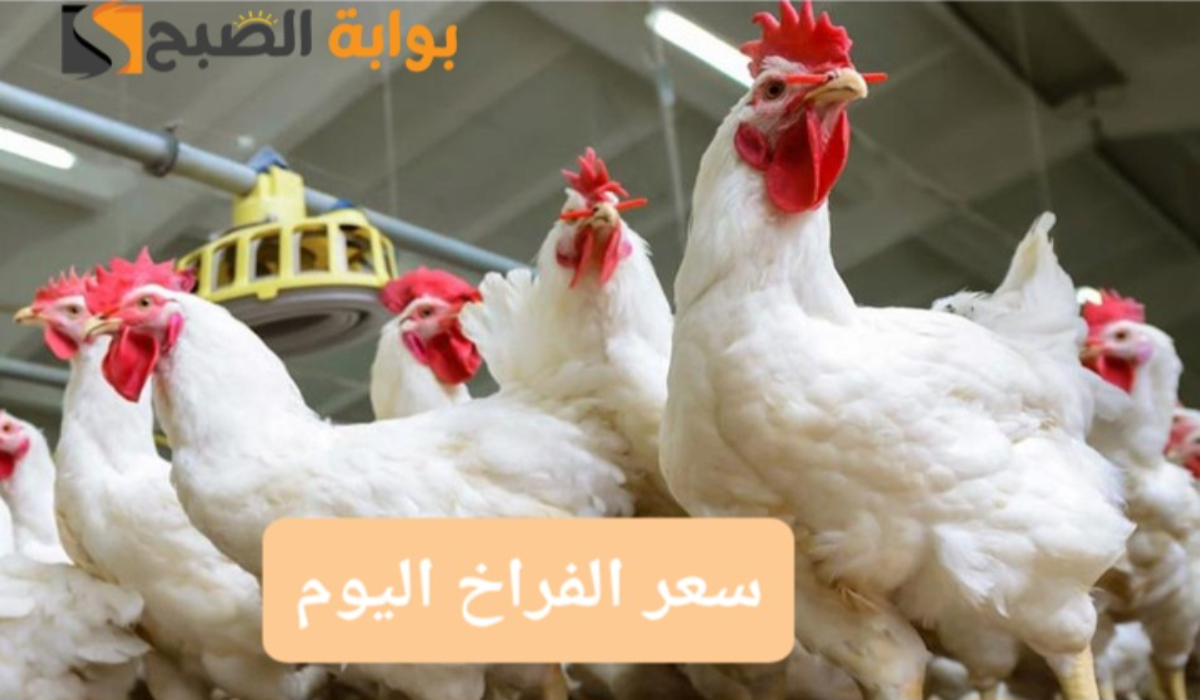 “اعرف وصلت لكام؟”..بورصة الدواجن اليوم اسعار الفراخ البيضاء