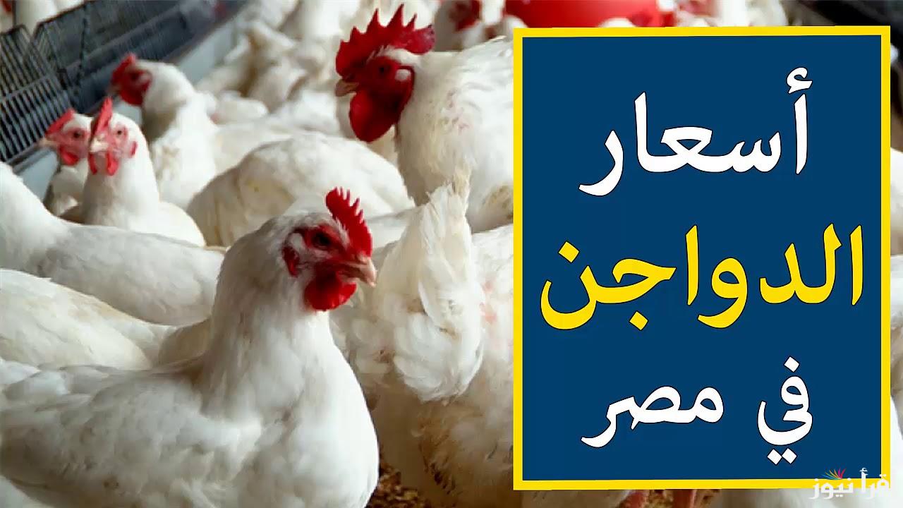 “انخفاض مفاجئ في أسعار الدواجن اليوم”.. تعرف على أحدث الأسعار اليوم الجمعة 25 أكتوبر وتوفير كبير للمستهلكين
