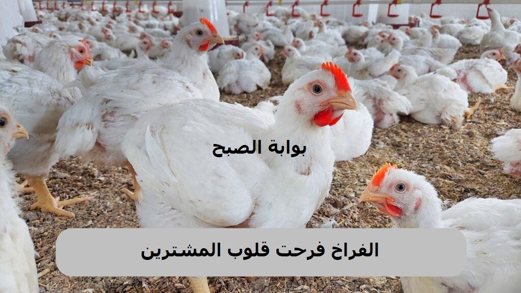 الفراخ رخصت اشتروا وخزنوا .. تراجع أسعار الدواجن في مصر اليوم الاثنين 28/10/2024