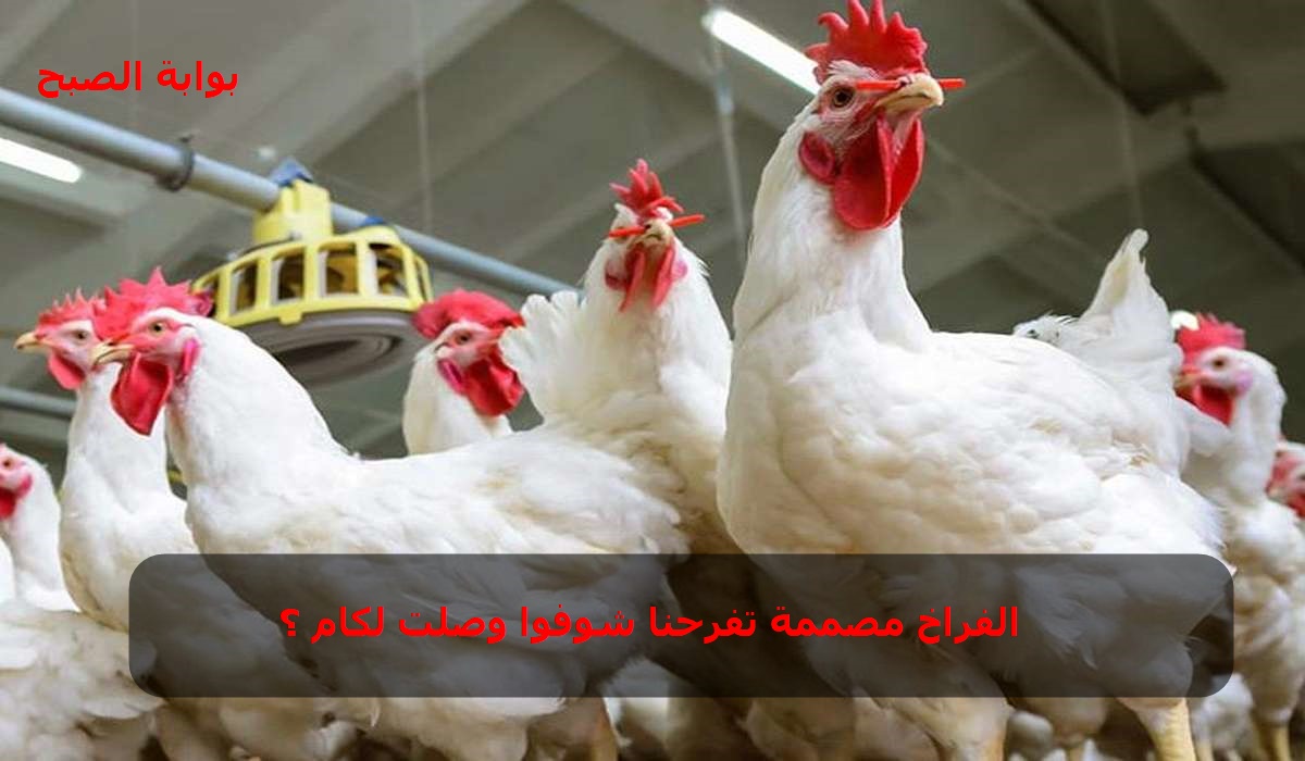 الفراخ بتفاجئ المستهلكين .. أسعار الدواجن في مصر اليوم الخميس 31/10/2024 وسعر الفراخ البيضاء مفاجأة