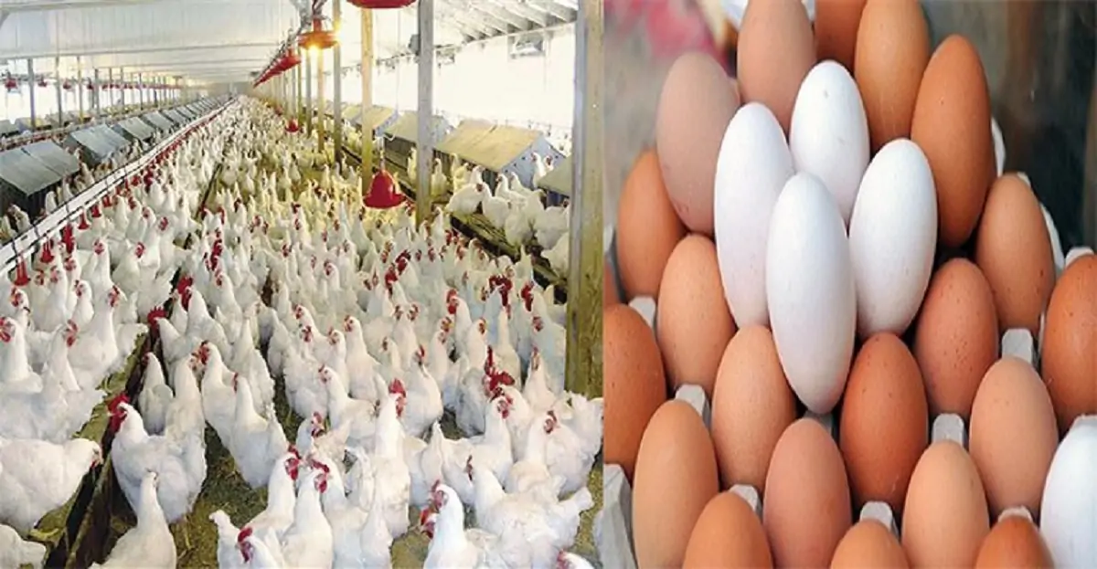 أسعار الفراخ والبيض اليوم