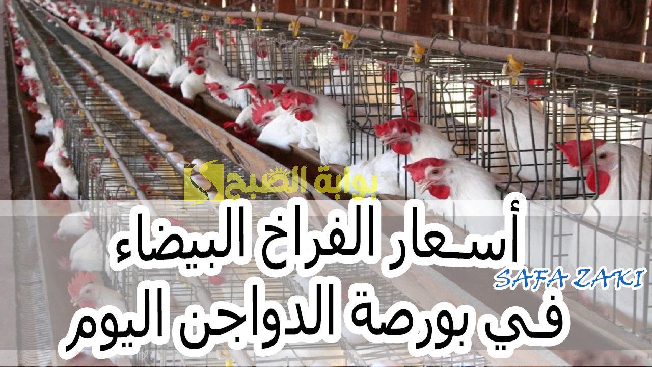 للمستهلك “الفرخة تعملها كام” .. أسعار الفراخ البيضاء في بورصة الدواجن اليوم الخميس 17 أكتوبر 2024
