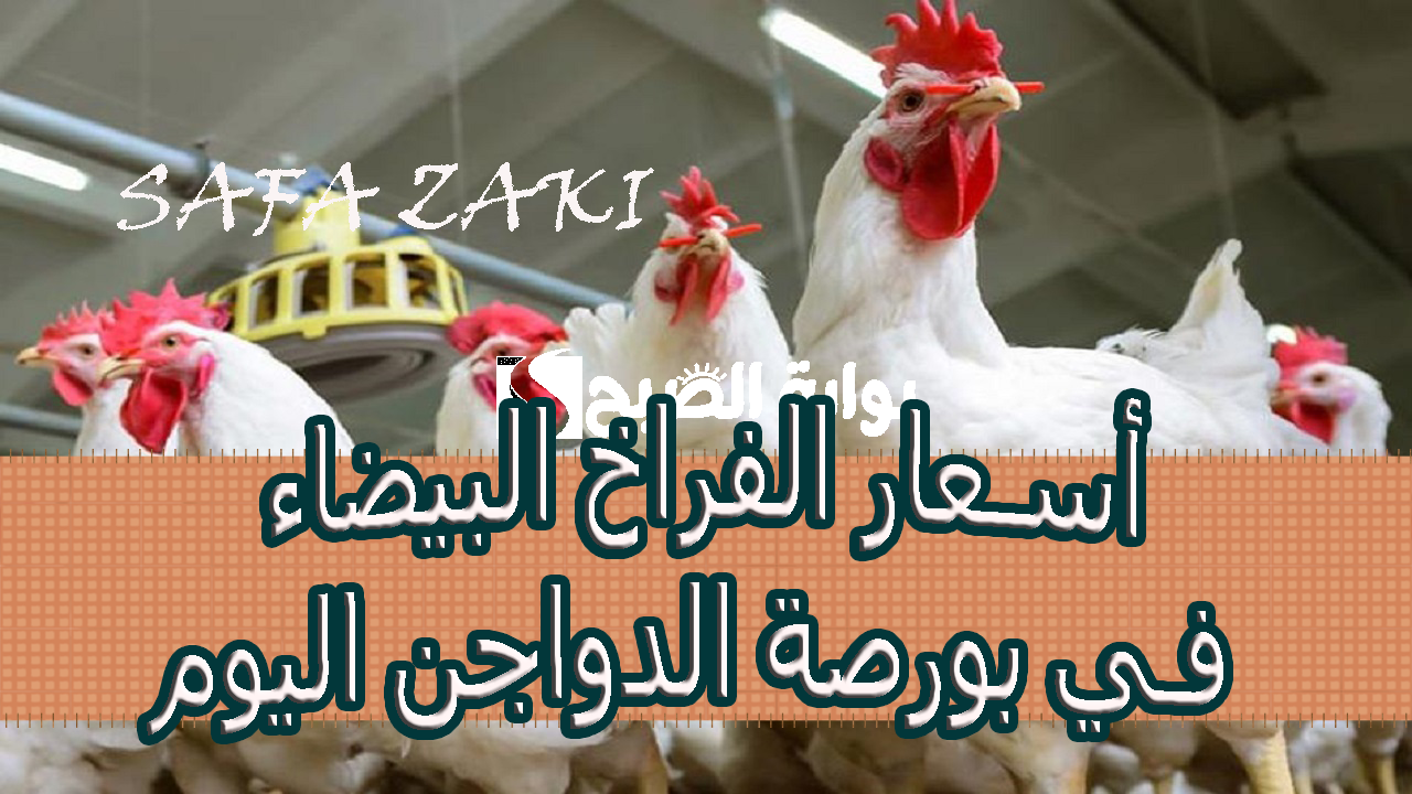الكيلو وصل كام ..أسعار الفراخ البيضاء في بورصة الدواجن اليوم الاربعاء 30 أكتوبر 2024 سعر كرتونة البيض للمستهلك