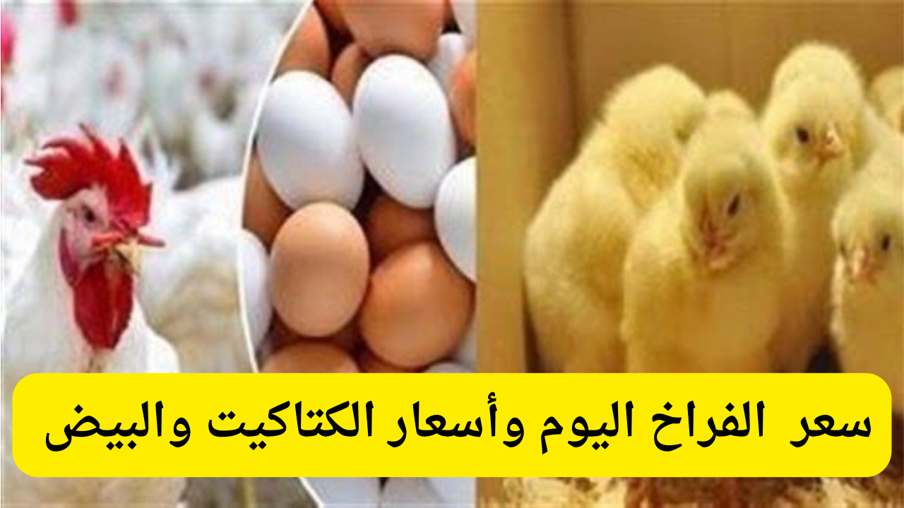 كيلو الفراخ بكام انهارده؟ أسعار الفراخ اليوم الخميس 24-10-2024 في بورصة الدواجن وأسعار البيض والكتاكيت