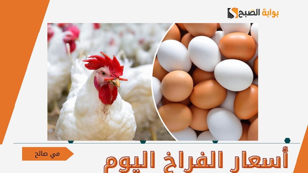 “بمستويات مستقرة شوف الكيلو بكام” أسعار الفراخ اليوم الأحد 13-10-2024 في مصر بأرض المزرعة للتجار والمحلات للمستهلكين