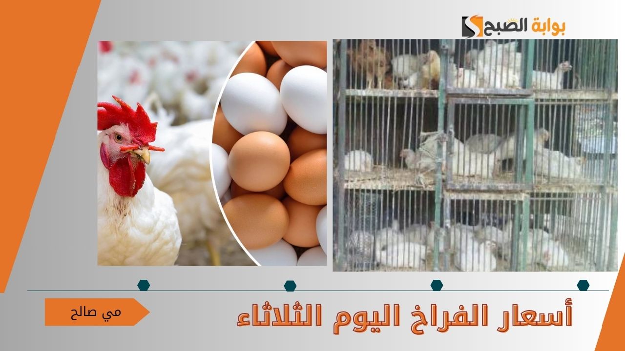 “فرحة بتراجع السعر النهاردة” أسعار الفراخ اليوم الثلاثاء 15/10/2024 في الأسواق