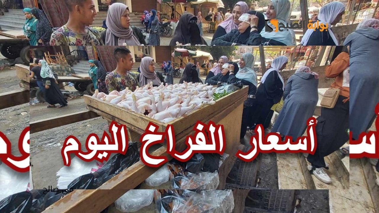“شوف الجديد” أسعار الفراخ اليوم الثلاثاء 8 أكتوبر 2024 في مصر باستقرار نسبي بالأسواق