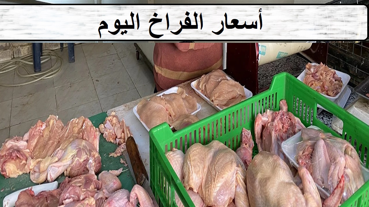“بدأت ترجع” أسعار الفراخ اليوم الخميس 10-10-2024 بورصة الدواجن والمحلات بالمحافظات في مصر
