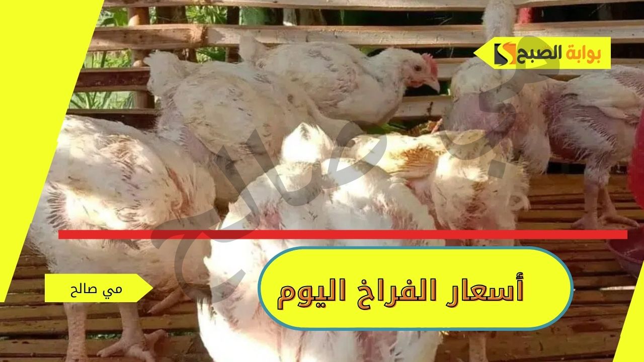 “خبر سعيد بانخفاض طفيف” أسعار الفراخ اليوم الأحد 27 أكتوبر 2024 في مصر