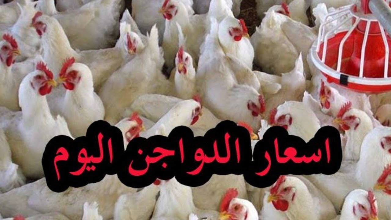 إنخفاض جديد في أسعار بورصة الدواجن اليوم الإثنين 7/10/2024 الفراخ البيضاء والكتاكيت في الأسواق