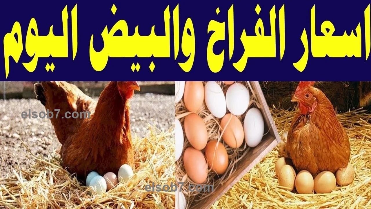 بكام الدواجن النهاردة؟.. استقرار سعر الفراخ البيضاء بعد الزيادة وكرتونة البيض تتخطى الـ180 جنيهًا