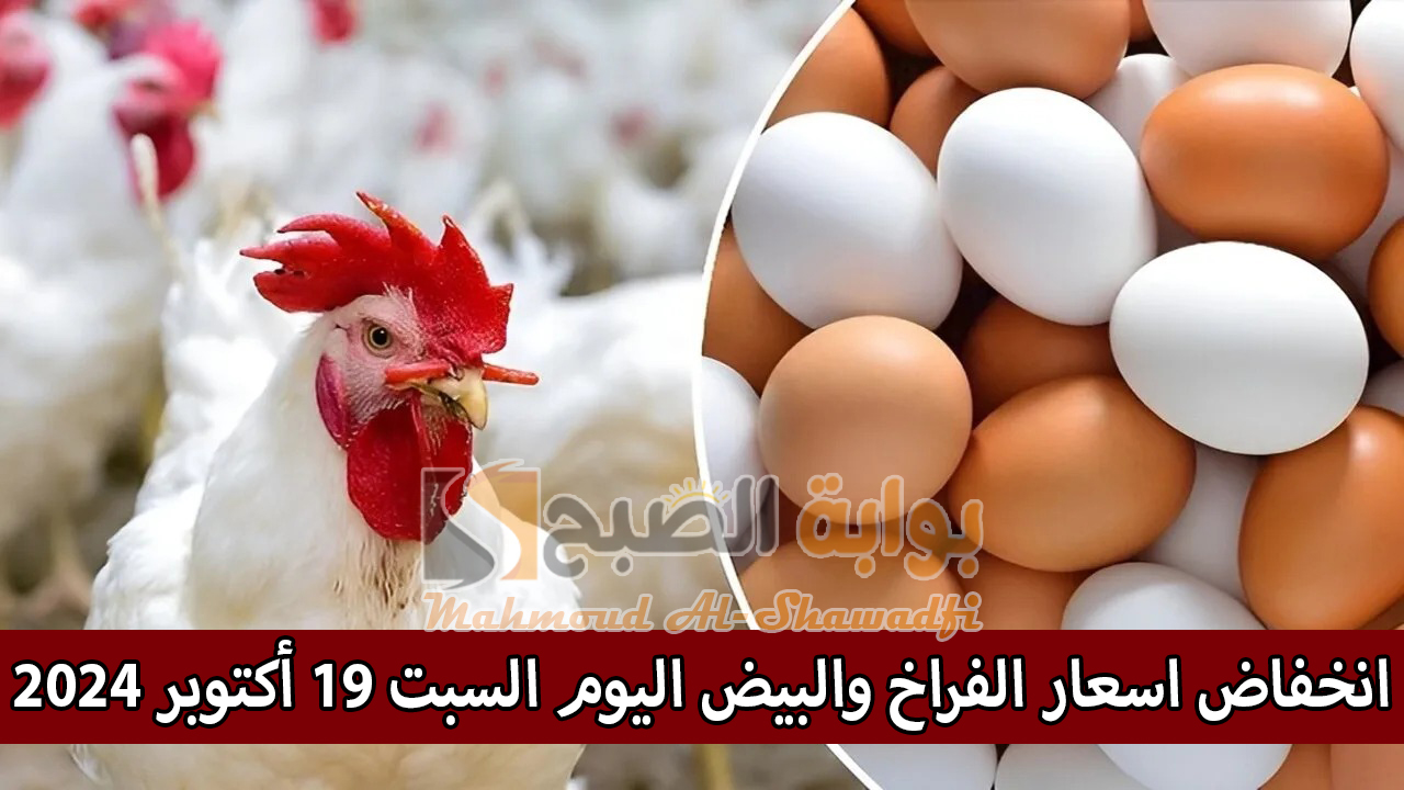 بعد ارتفاع البنزين والسولار.. انخفاض اسعار الفراخ والبيض اليوم السبت 19 أكتوبر 2024