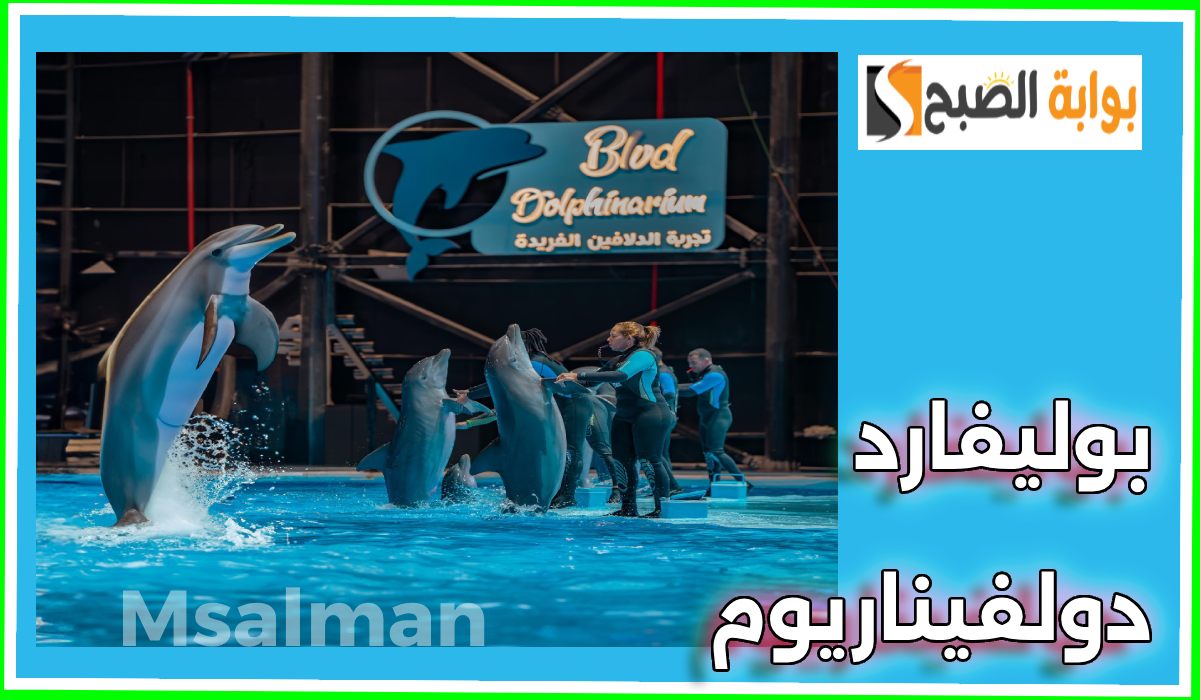 عيش المتعة مع الدلافين.. رابط حجز تذاكر فعاليات بوليفارد دولفيناريوم والموعد والأسعار