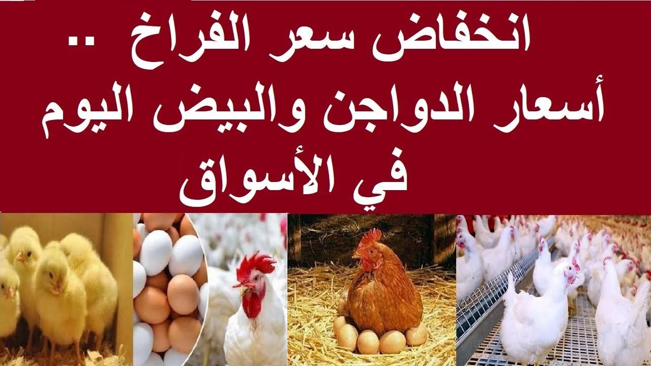 البلدي نزل 6 جنيه.. تراجع أسعار الفراخ البلدي وكرتونة البيض الأحمر اليوم الأحد 27 أكتوبر 2024