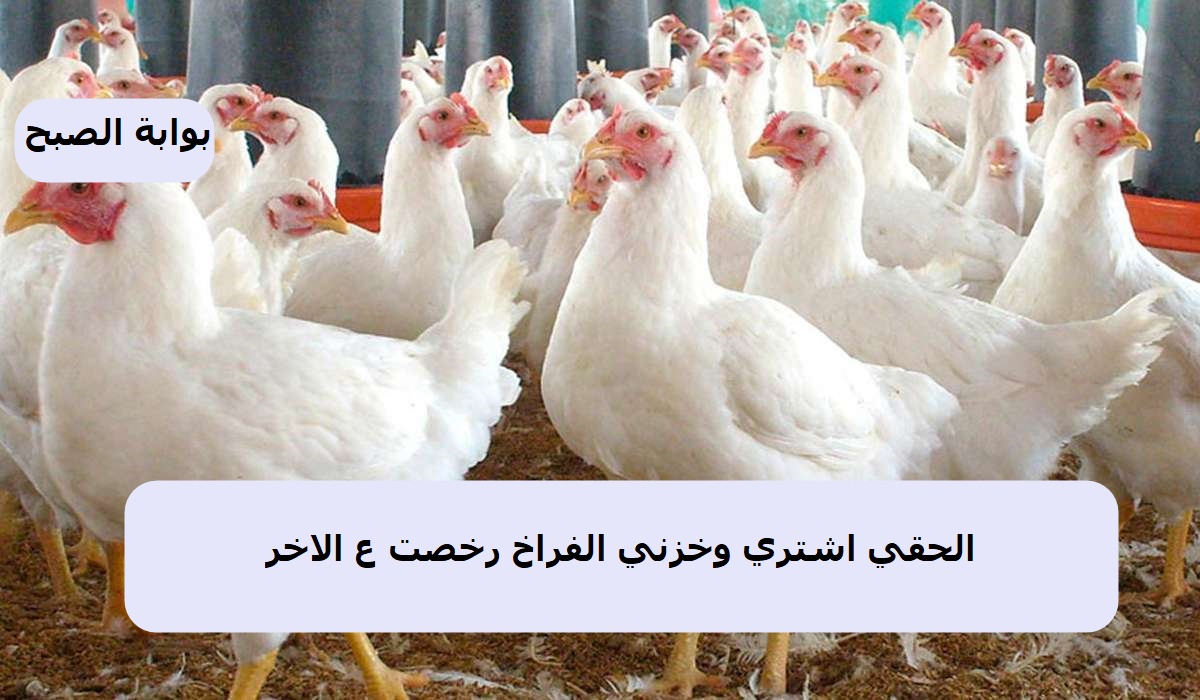 الفراخ نزلت تاني أكتر .. أسعار الدواجن في مصر اليوم الثلاثاء 29/10/2024 ومفاجأة في سعر الكيلو