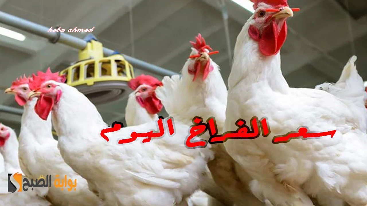 الدواجن بكام النهاردة… سعر الفراخ اليوم الجمعة 25 أكتوبر بعد انخفاضها في البورصة والأسواق