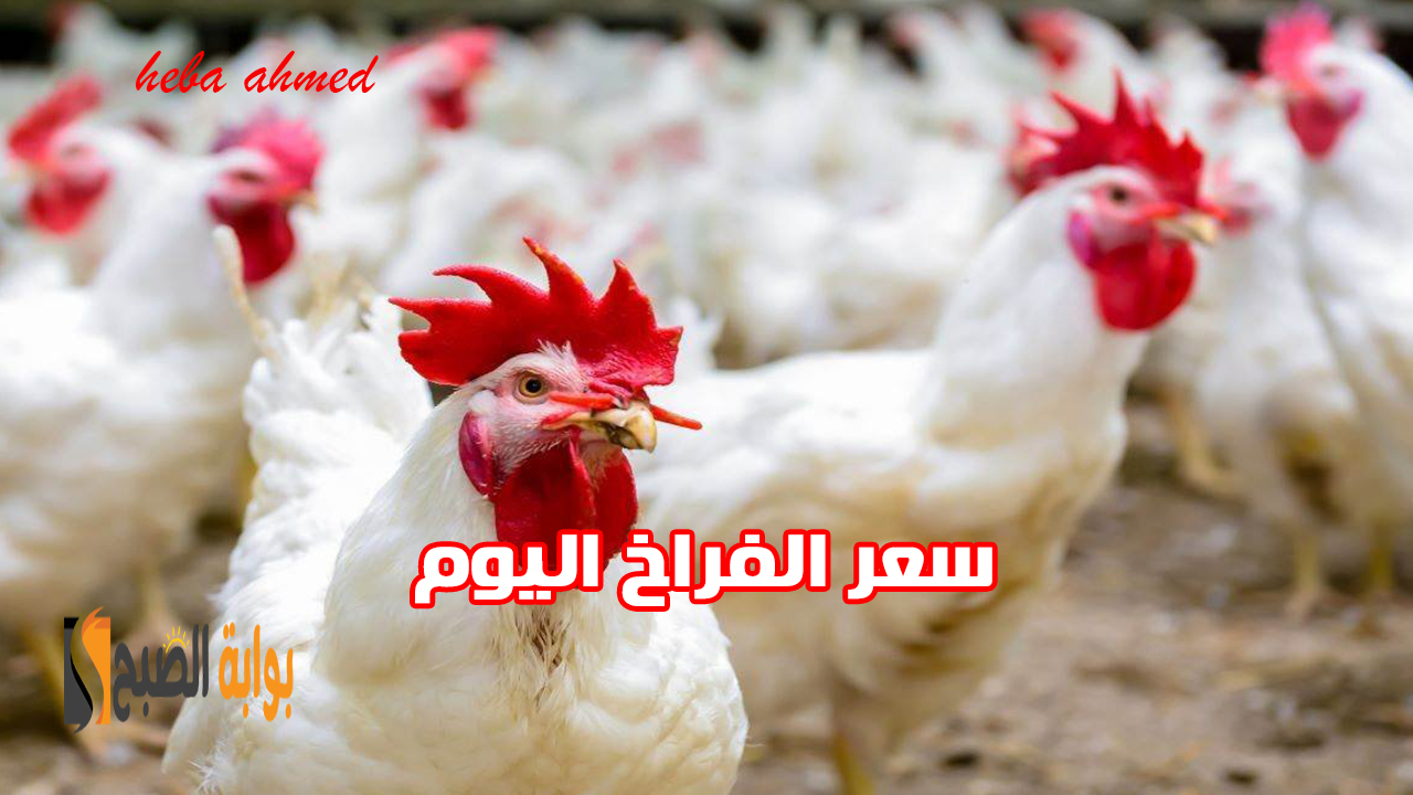 كيلو الفراخ بكام النهاردة… هبوط سعر الفراخ اليوم السبت 26 أكتوبر بعد تراجعها