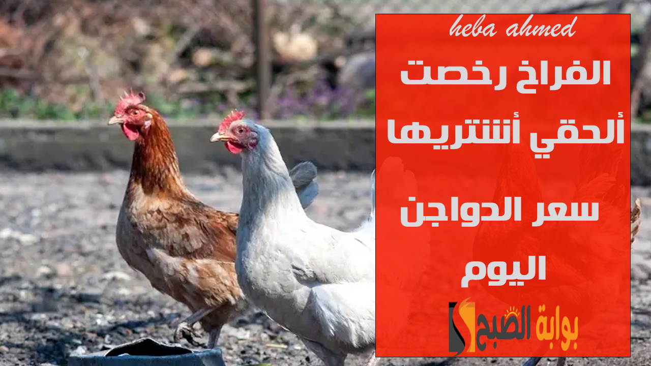 الدواجن رخصت ألحقي أشتريها… سعر الفراخ اليوم الثلاثاء 29 أكتوبر بعد الانخفاض