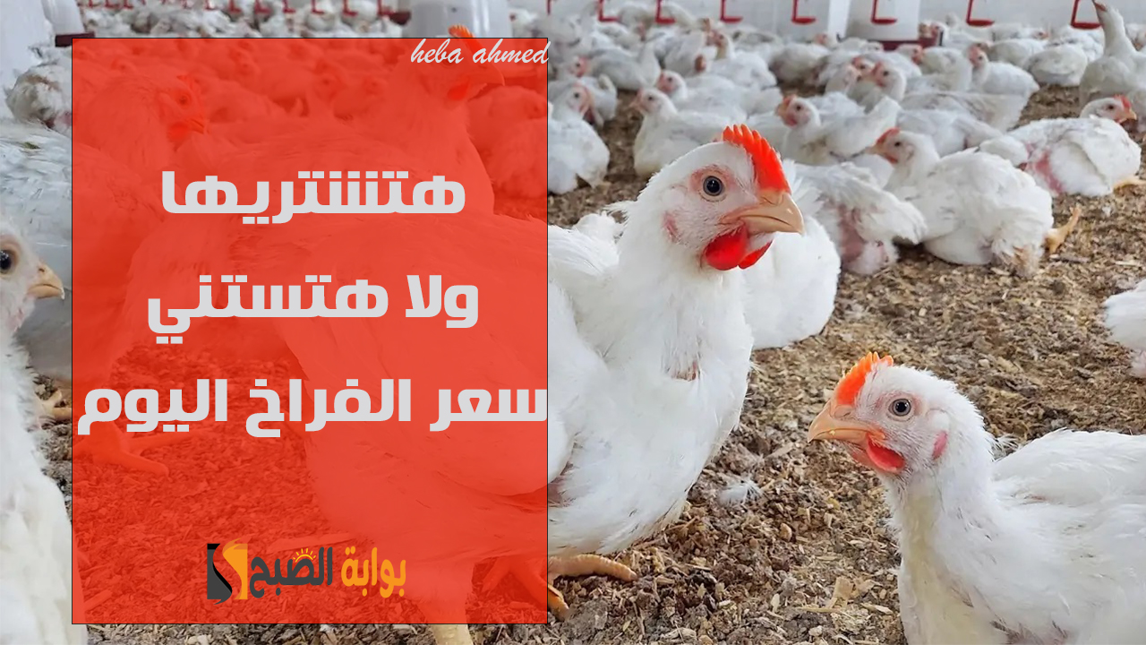 هتشتريها ولا هتستني… هبوط سعر الفراخ اليوم الإثنين 28 أكتوبر لأقل سعر لها منذ شهر