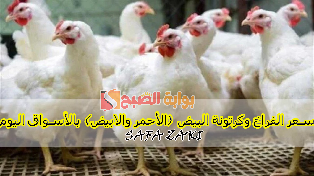 بكام كيلو “البيضاء والبلدي”..سعر الفراخ وكرتونة البيض (الأحمر والابيض) بالأسواق اليوم الخميس 10 أكتوبر 2024 في الأسواق والمحلات