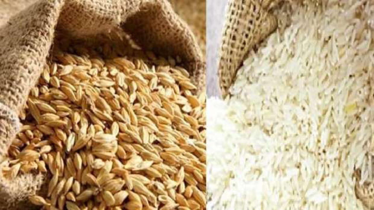 سعر طن الشعير والأرز اليوم الجمعة 15 نوفمبر 2024 