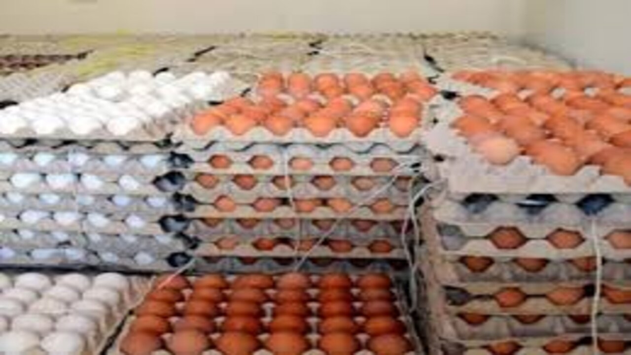 بعد انخفاض سعر الفراخ.. سعر كرتونة البيض اليوم الخميس الموافق 14 نوفمبر 2024 وما هو سعر الدواجن الآن