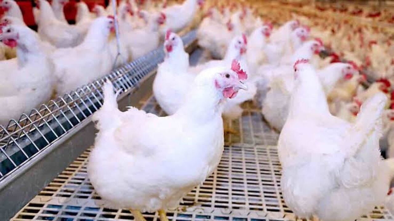 شوف بقت بكام النهاردة!.. سعر الدواجن اليوم السبت الموافق 23 نوفمبر 2024 وهل تأثرت ثمن كرتونة البيض  