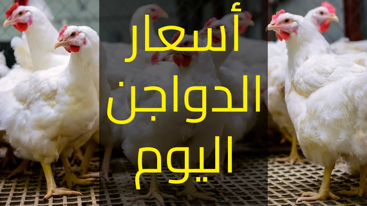 الفراخ بقت فمتناول الجميع .. أسعار الدواجن في مصر اليوم السبت 30/11/2024 بعد الهبوط الأخير