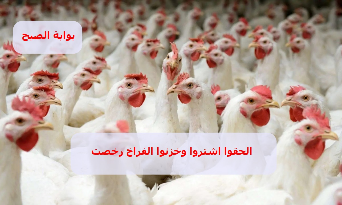 الحقوا اشتروا وخزنوا .. أسعار الدواجن في مصر اليوم السبت 2/11/2024 وسعر كرتونة البيض