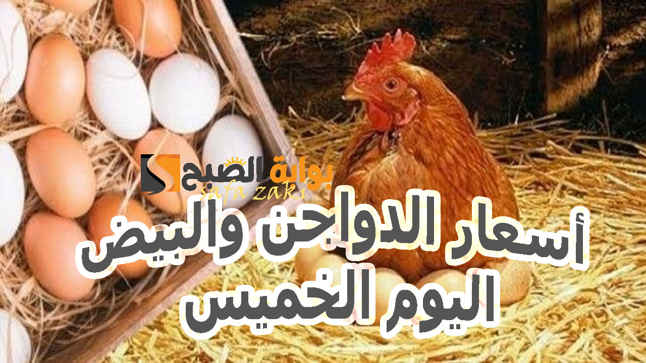 بتراجع 5 جنيهات.. أسعار الدواجن والبيض اليوم الخميس 14 نوفمبر 2024 في بورصة الدواجن  وبوابة الاسعار للتاجر والمستهلك