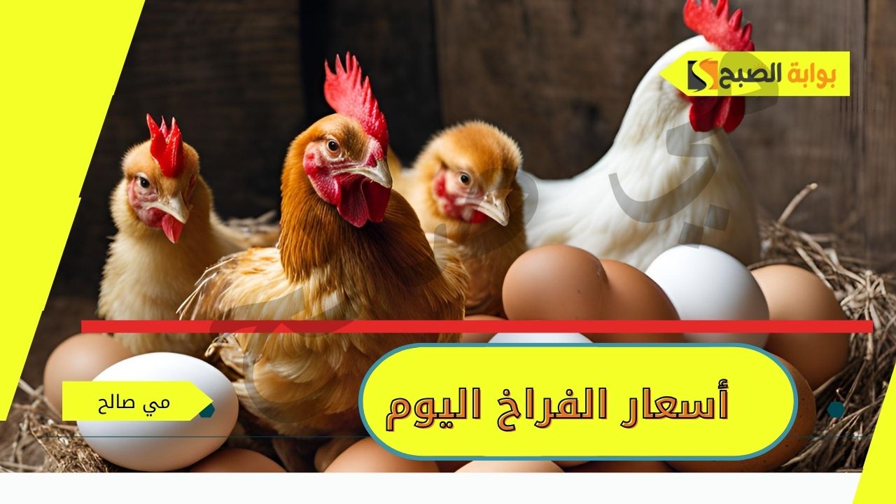 “باستقرار واضح” أسعار الفراخ اليوم الاثنين 11/11/2024 واسعار البيض والكتاكيت