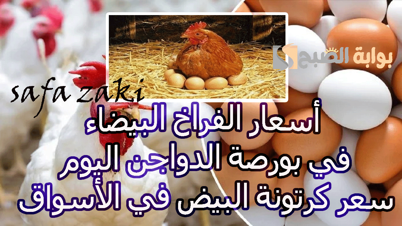 بكام حنشتريها انهاردة .. أسعار الفراخ البيضاء في بورصة الدواجن اليوم الخميس 7 نوفمبر 2024 سعر كرتونة البيض في الأسواق