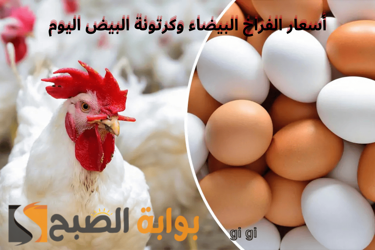 “تراجع ملحوظ” أسعار الفراخ البيضاء وكرتونة البيض اليوم الإثنين 25-11-2024