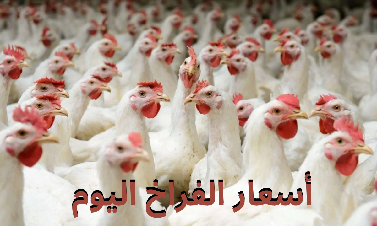 “افرحوا الكل هيشتري”.. سعر الفراخ والبيض اليوم الأربعاء 20 نوفمبر 2024 في بورصة الدواجن والأسواق المصرية والمحلات