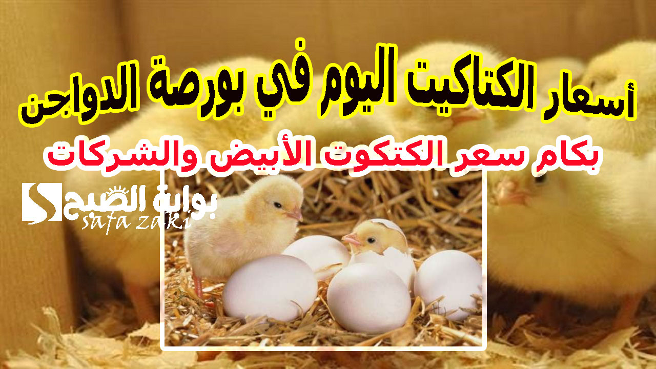 بكام سعر الكتكوت الأبيض انهاردة .. أسعار الكتاكيت اليوم الجمعة 15-11-2024 في بورصة الدواجن  