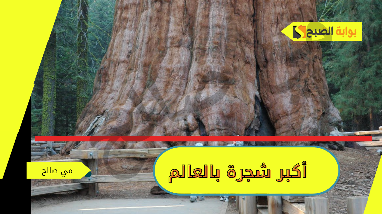 “سيكويا” أكبر شجرة بالعالم .. أصل تسميتها وحقائق عنها
